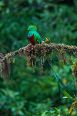 Resplendent Quetzal, Pharomachrus mocinno, from Savegre in Costa Rica with blurred green forest in background. Magnificent sacred green and red bird