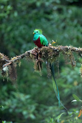 Resplendent Quetzal, Pharomachrus mocinno, from Savegre in Costa Rica with blurred green forest in background. Magnificent sacred green and red bird