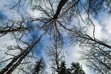 Winter trees background from down