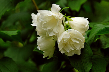 Terry jasmine flowers 