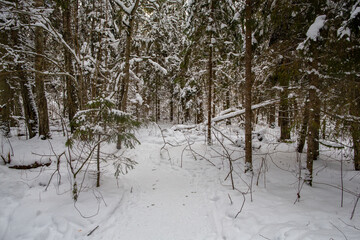 Winter forest walk road