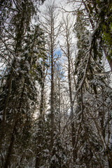 Winter forest walk road