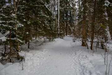 Winter forest walk road