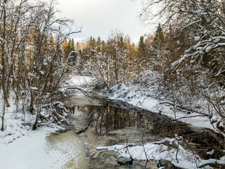 Winter forest and river