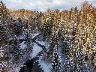 Winter forest and river