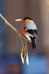 a bullfinch  sitting on a branch