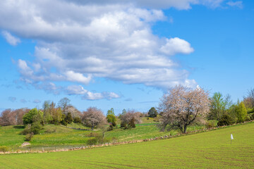 Obraz premium Idyllic landscape view in springtime