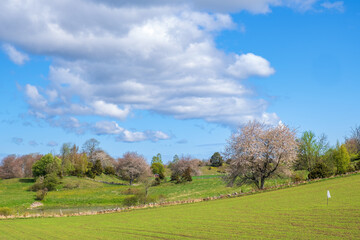Fototapeta na wymiar Idyllic landscape view in springtime