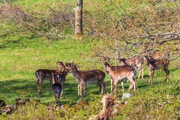 Naklejka na ściany i meble Fallow deers on a meadow at springtime