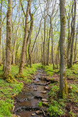 Liten vik i en lövskog på våren