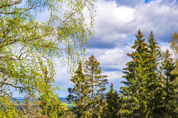 View with hanging birch tree branches and spruce trees