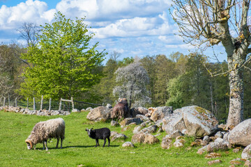 Obraz premium Grazing sheep in a meadow