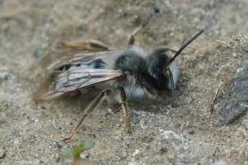 Detailed closeup of a male dawn mining bee, Andrena nycthemera on sandy bottom