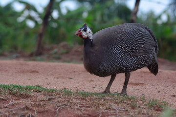 pheasant on the ground