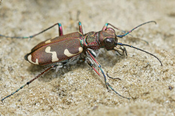 Close up of northern dune tiger beetle, Cicidella hydrida