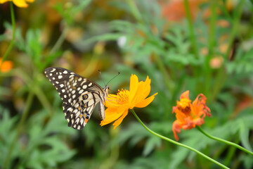 butterfly on flower in shallow depth of field
