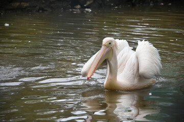 pelican on the beach