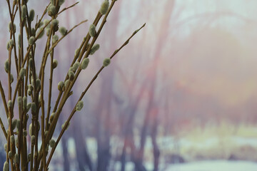 pussy-willow willow / branches bloom, spring concept, Easter holiday, background
