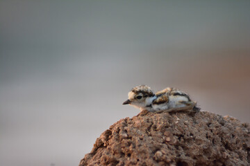 ostrich in the sand stone