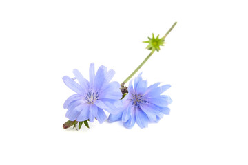 Chicory flower isolated on white background