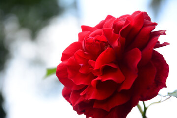 red rose in the garden