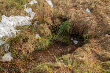 Source, stream in the mountains. Spring.