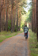 Fototapeta premium A forest road among the fragrances of pines on the Vistula Spit between Jantar and Stegna. Poland