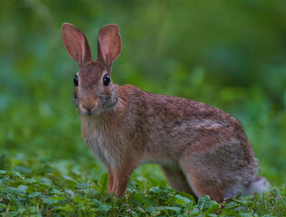 rabbit in a meadow