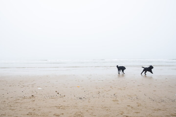 Zwei schwarze Hunde spielen am nebligen Strand bei Egmond an See, Niederlande