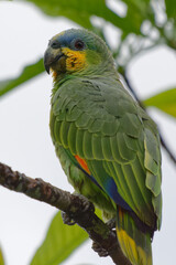 Orange-winged Amazon (Amazona amazonica) in Cuyabeno Wildlife Reserve (Amazonia, Ecuador)