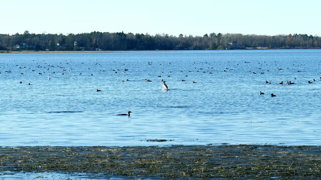 Ducks in a pond. Also seen are common mergansers and sea gulls, swimming on the first lake on the Mississippi River, beautiful Lake Irving in Bemidji, Minnesota.