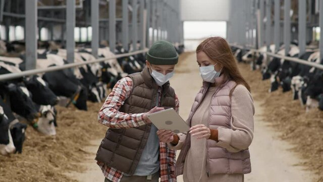PAN slowmo of teenage boy and woman in face masks using tablet and talking inside dairy farm facility with cows in feedlots