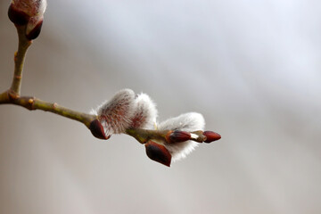 Pussy willow on the branch, blooming verba in spring forest. Palm Sunday symbol, catkins for Easter background