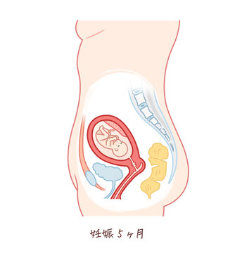 18 Best 5 Months Pregnant Images Stock Photos Vectors Adobe Stock