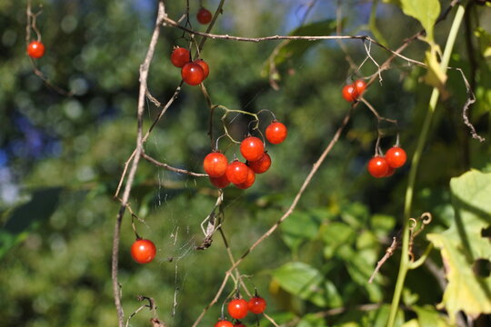 サルトリイバラの実 の画像 50 件の Stock 写真 ベクターおよびビデオ Adobe Stock