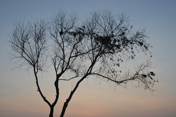 silhouette of a tree