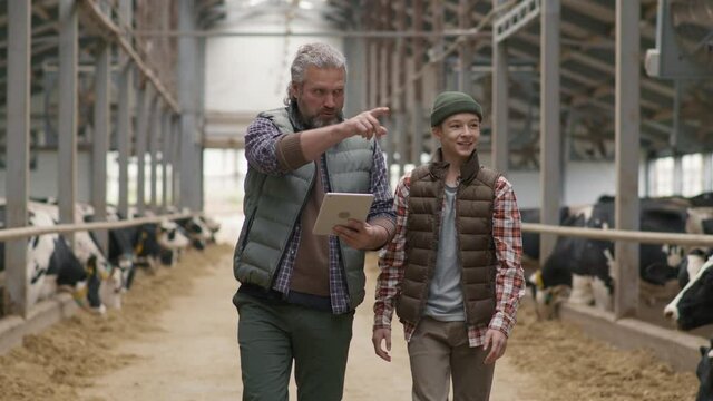 Medium shot of middle-aged man with grey hair and beard using tablet and talking to teenage son while they are walking through dairy farm with cows eating hay in feedlots