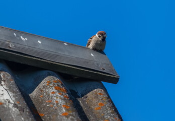 Bird sparrow close-up on the old roof of the house in spring against the blue sky