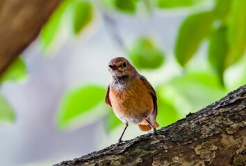 Bird redstart ordinary close-up in summer on the branch of an apple tree against the background of green foliage