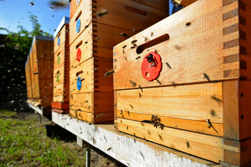 Bees flying around beehive. Beekeeping concept. Apiary in the garden.