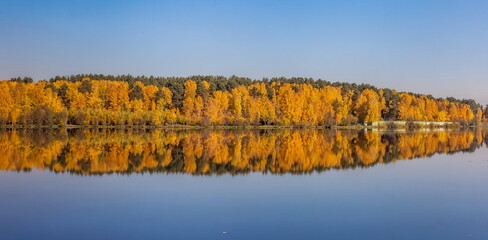 Autumn landscape with pines and yellow birches with reflection on the surface of the pond water against the blue sky
