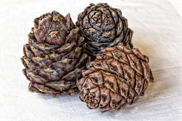 Cedar cones close up on white background