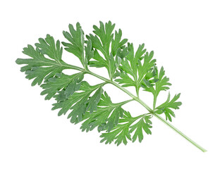 Branch of fresh mugwort isolated on a white background. Medicinal plant. Artemisia absinthium, absinthe, absinthium, sagebrush. Medicinal plant.