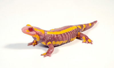 Albino-Feuersalamander (Salamandra salamandra terrestris) // albino - Fire salamander