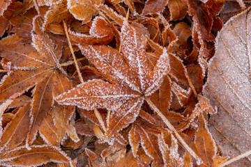 モミジの落葉に霜のクローズアップ