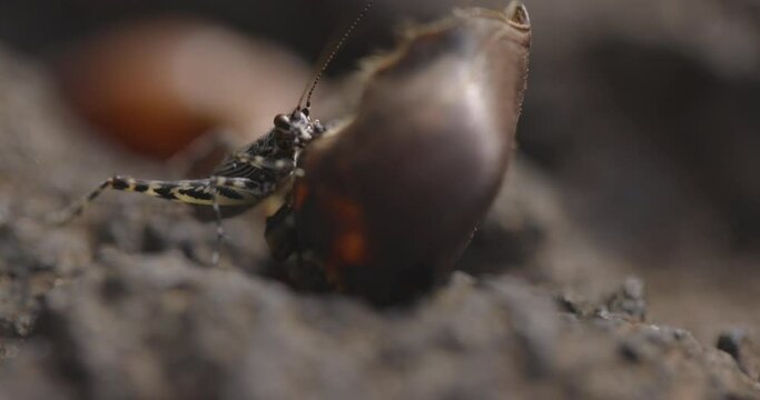 Cricket Feeding Dead Crab On The Ground.inside a Cave - close up