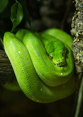 Green snake on a tree branch facing the camera.