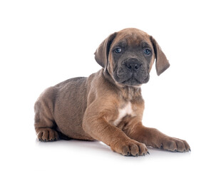 puppy cane corso