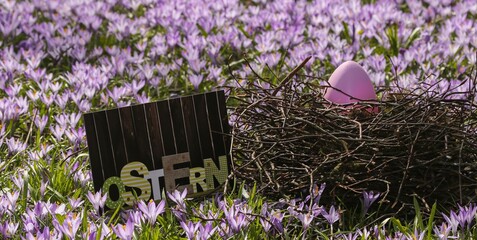 Osternest, Osterei, Krokus Blüte, Frühling. Ostern Banner, Grußkarte