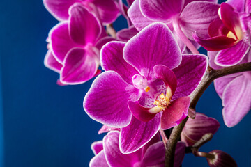 Purple orchids on the blue background